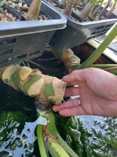 ウランベータとモンステラ