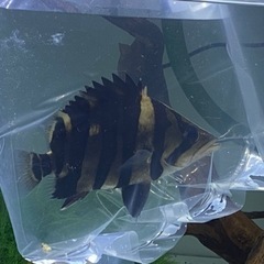 《極上個体》超特価！ ダトニオ スマトラタイガー [ショート] 15cm±