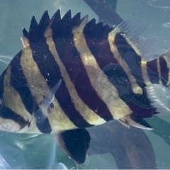 《極上個体》超特価！ ダトニオ スマトラタイガー [ショート] 15cm±