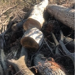薪ストーブに使える伐採木を譲ってくださる方探しています。 − 神奈川県
