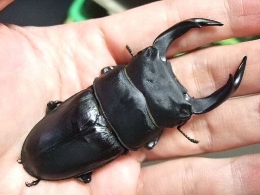 福岡県産オオクワガタ ♂80.5ミリ ♀51.2ミリ ペア