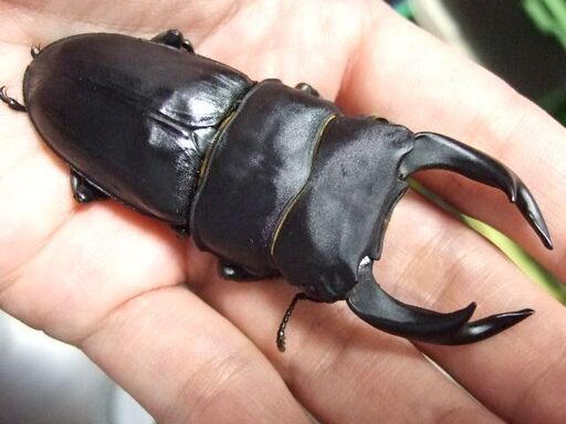 福岡県産オオクワガタ ♂80.5ミリ ♀51.2ミリ ペア
