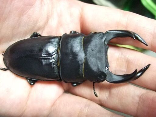 福岡県産オオクワガタ ♂80.5ミリ ♀51.2ミリ ペア