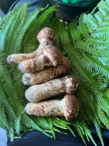 天然徳島県産採れたて松茸5本セット早い者勝ち！！