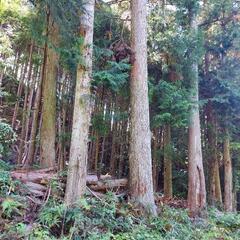 稀に見るヒノキの大木　3本あります。