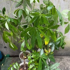 観葉植物、シェフレラ、オーストラリアリーフ、コーヒーの木