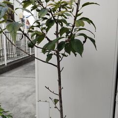 ★交渉中★遅咲きの八重桜