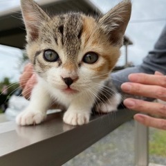 里親さん探してます③