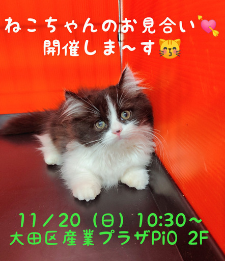 ねこちゃん達のお見合い 譲渡会 里親会 フェアリーたま 蒲田の展示会のイベント参加者募集 無料掲載の掲示板 ジモティー ねこちゃん達のお見合い 譲渡会 里親会 フェアリーたま 蒲田の展示会のイベント参加者募集 無料掲載の掲示板 ジモティー