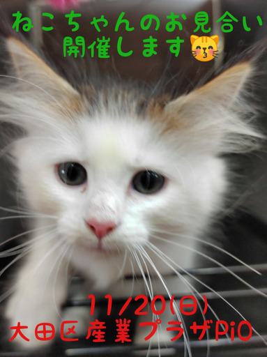 ねこちゃん達のお見合い 譲渡会 里親会 フェアリーたま 蒲田の展示会のイベント参加者募集 無料掲載の掲示板 ジモティー ねこちゃん達のお見合い 譲渡会 里親会 フェアリーたま 蒲田の展示会のイベント参加者募集 無料掲載の掲示板 ジモティー