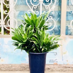 🪴観葉植物 ドラセナ・コンパクタ 幸福の木🪴11