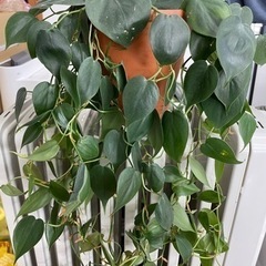 フィロデンドロン オキシカルジウム　観葉植物