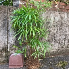 観葉植物　棕櫚竹