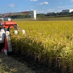 販売中　令和4年産　ヒノヒカリ　減農薬栽培米
