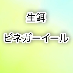 稚魚の餌 ビネガーイール