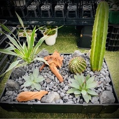 箱庭 ドライガーデン ロックガーデン ユッカ アガベ サボテン