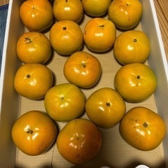 柿太秋5kg