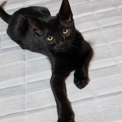 母ネコはシャム猫 ♥黒ネコ生後４ヶ月 ♀♂♥