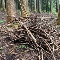 杉の枝　焚き付け用枝