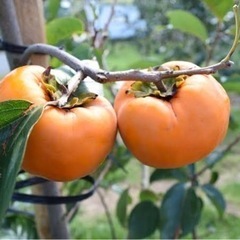 お庭の柿を無料で収穫します！