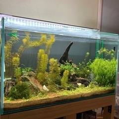 アクアリウム　90cm水槽　GEXグラステリア