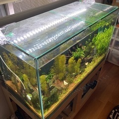 アクアリウム　90cm水槽　GEXグラステリア