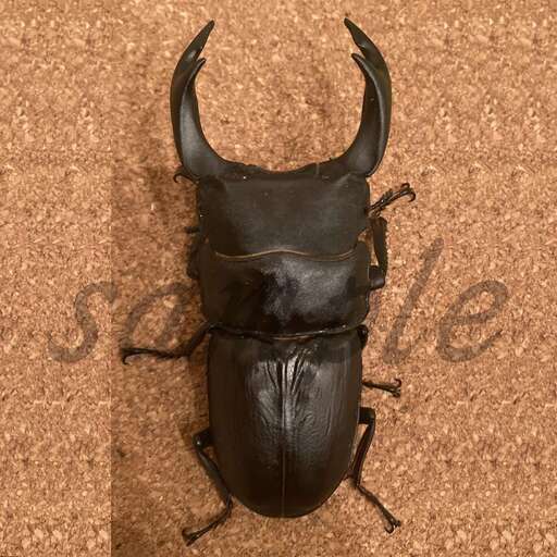 マツノ久留米　オオクワガタ