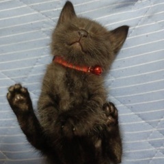 黒猫ちゃん生後1ヶ月