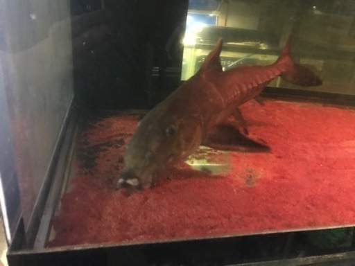 熱帯魚、大型魚、古代魚、オキシドラス60センチ、大型オキシドラス