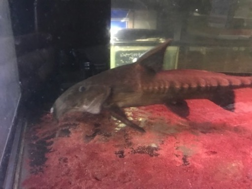 熱帯魚、大型魚、古代魚、オキシドラス60センチ、大型オキシドラス