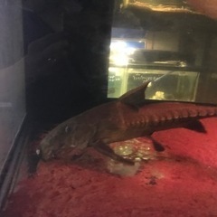 熱帯魚、大型魚、古代魚、オキシドラス60センチ、大型オキシドラス 熱帯魚、大型魚、古代魚、オキシドラス60センチ、大型オキシドラス