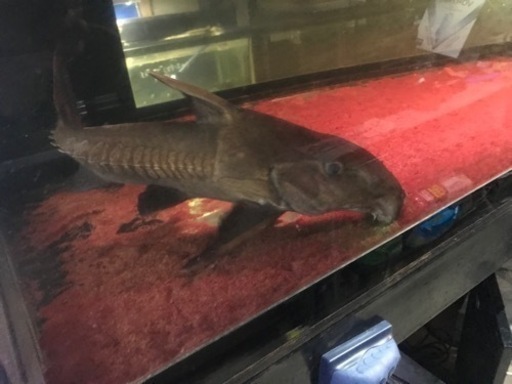 熱帯魚、大型魚、古代魚、オキシドラス60センチ、大型オキシドラス