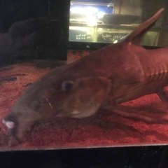 熱帯魚、大型魚、古代魚、オキシドラス60センチ、大型オキシドラス 熱帯魚、大型魚、古代魚、オキシドラス60センチ、大型オキシドラス