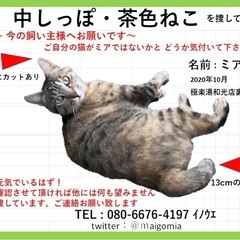 和光市で中尻尾の茶色猫を探していますの画像