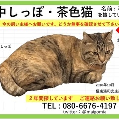 和光市で中尻尾の茶色猫を探しています − 東京都