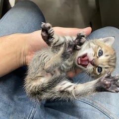 生後二週間の子猫ちゃんです❤️