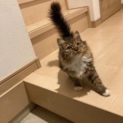 4か月子猫　