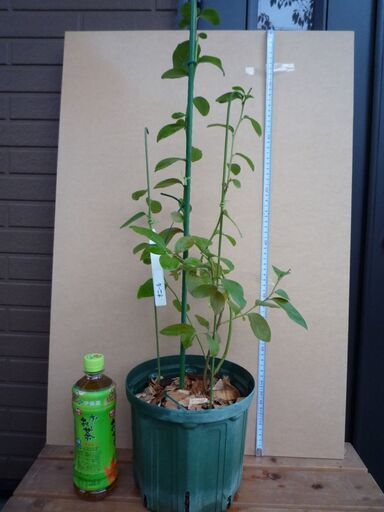 ブルーベリー苗 ミスティー＆オニール サザンハイブッシュ系 準大苗