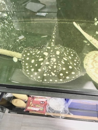 大幅値下げしました‼️78,000円→58,000円❗️淡水エイ 純血