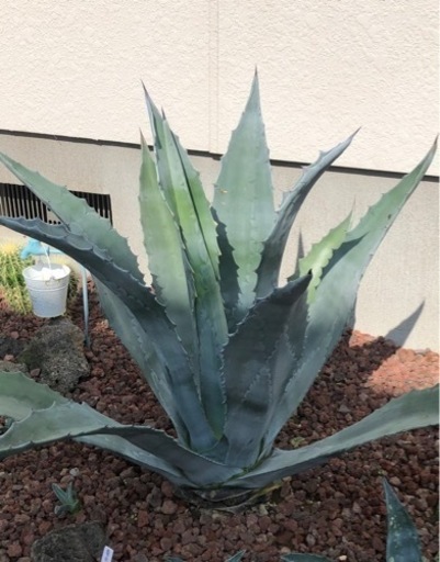 Agave americanaアガベアメリカーナアオノリュウゼツラン竜舌蘭 大株