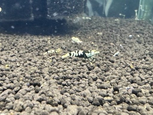 【DENDEN】有名ブリーダー血統！自家繁殖個体★フラワータイガー１０匹　選別落ち(土日の発送は休みです） DENDEN有名ブリーダー血統！自家繁殖個体☆フラワータイガー１０匹