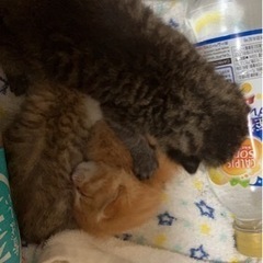 子猫3匹　保健所連絡済み　譲渡先決定しました。