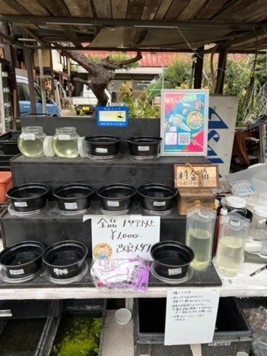 本日18日メダカ対面販売します！