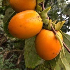渋柿✨10個✨格安