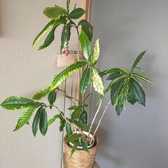 室内用観葉植物　クロトン