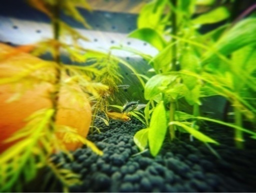 熱帯魚(水槽から生体等一式) 熱帯魚(水槽から生体等一式) 【公式通販】