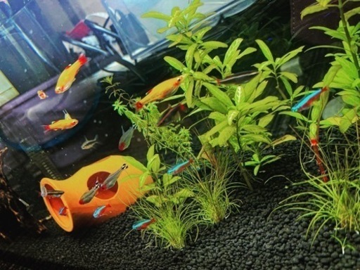 熱帯魚(水槽から生体等一式) 熱帯魚(水槽から生体等一式) 【公式通販】