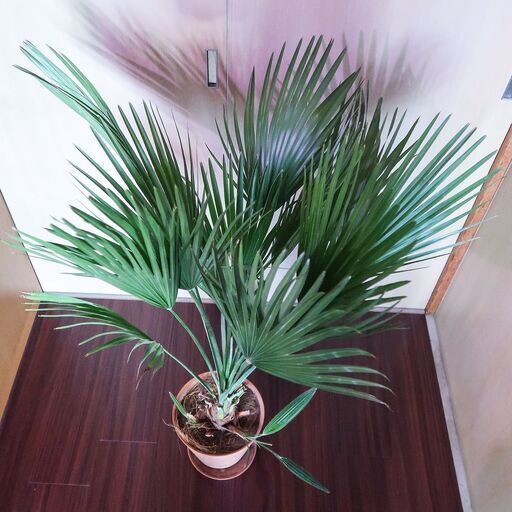 希少 チャメロプス？ ウチワヤシ 南国インテリアグリーン 高さ約100