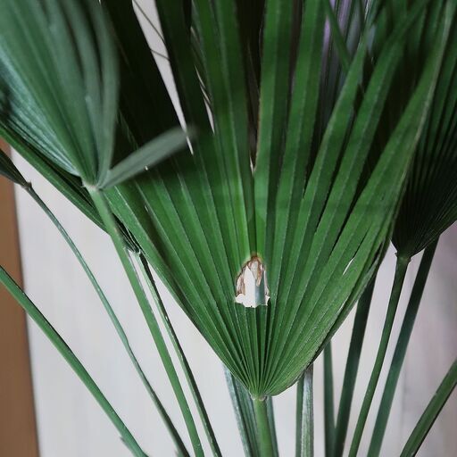 希少 チャメロプス？ ウチワヤシ 南国インテリアグリーン 高さ約100