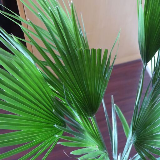 希少 チャメロプス？ ウチワヤシ 南国インテリアグリーン 高さ約